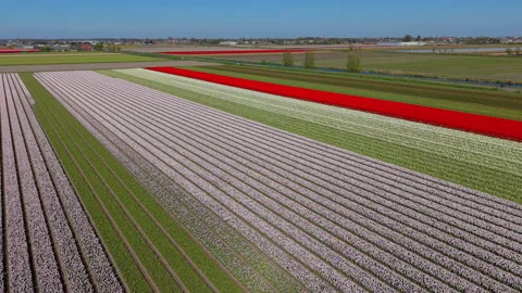 An expansive aerial drone view of long, parallel rows of blooming flower fields Видео 336279108