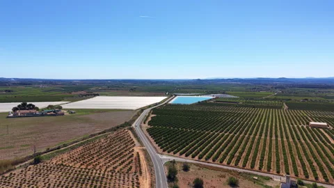 Expansive agricultural landscape in Spain with rows of fruit trees Stock Footage 345426034