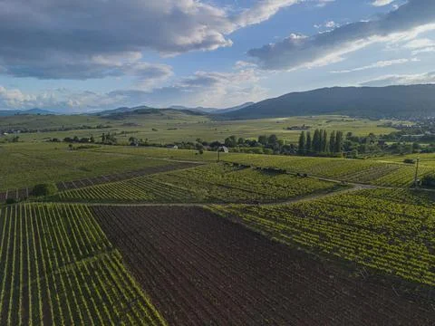 Expansive Alsace countryside with patchwork fields under a calm cloudy sky 库存照片