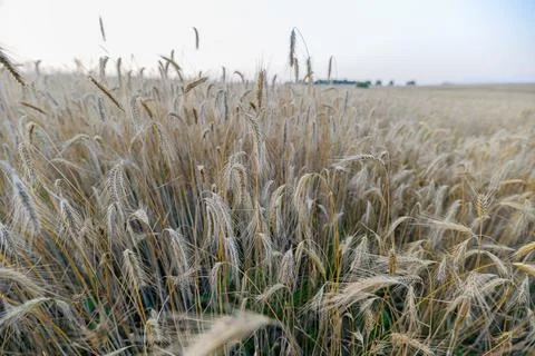 Expansive and Boundless Golden Fields of Lush Wheat Stretching Beneath a Br.. Stock Photos