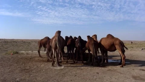 On an expansive arid terrain a group of camels, stock footage. Stock Footage 304816545