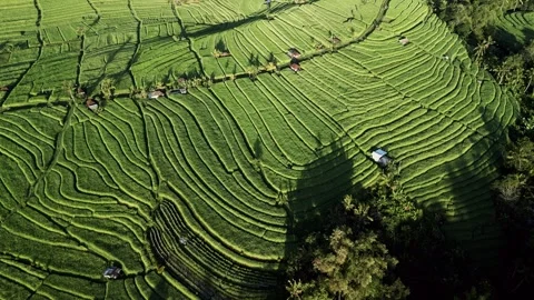 Expansive Bali Rice Paddies Creating Striking Natural Patterns Across a Lush Stock Footage 345527821