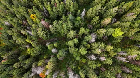 Expansive canopy of a dense spruce and pine forest with minimal autumnal accents Video stock 319495199