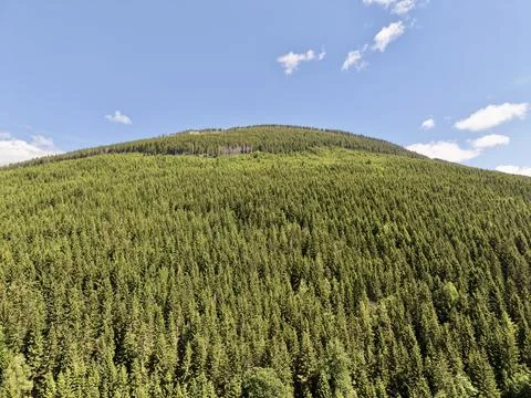 Expansive conifer forest covering rolling hillside under blue sky Stock Photos