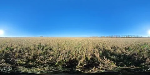 Expansive cornfield stretches under a bright blue sky in wide panoramic view Stock Footage 309858710