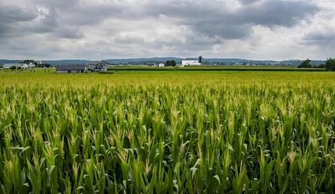Expansive Cornfield Under a Cloudy Sky in Rural Farmland During Summer Season Stock Photos