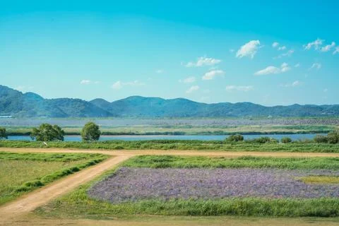 Expansive Cornflower Fields and Mountains along a Wide River Stock Photos