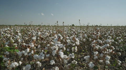 Expansive cotton field under a bright blue sky showcases the beauty of Video stock 312725656