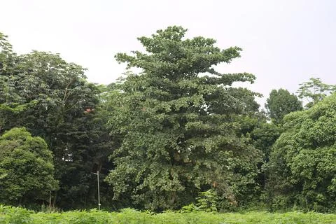 Expansive crown structure landscape feature. Stock Photos