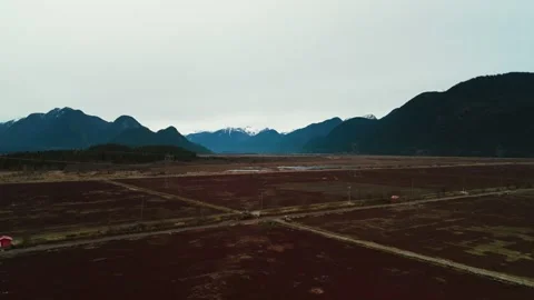 Expansive dark red cranberry fields stretch toward imposing snowcapped mountain Stock Footage 337016348