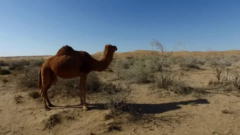 In the expansive desert a camel gracefully walks through, stock footage. Stock Footage 304816836