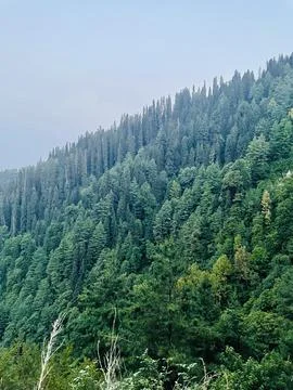Expansive Evergreen Mountain Forests Stock Photos