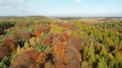 Expansive fall forest under partly cloudy sky Stock Footage 292238850
