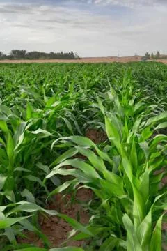 Expansive field filled with vibrant rows of green corn plants Stock Photos