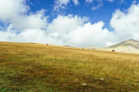 Expansive field with scattered boars 스톡 사진