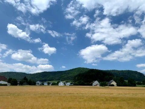Expansive fields of golden grass stretch under a bright blue sky filled with  Stock Photos