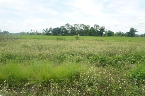 Expansive fields with lush plants and wildflowers Foto stock