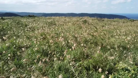 Expansive Fields of Silver Grass Video stock 333186810