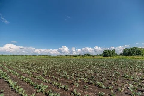 Expansive fields of vibrant Pe-tsai growing under a clear blue sky with flu.. Stock Photos