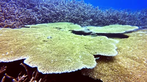 Expansive flat surface out of coral formations, layers across shallow tropical Stock Footage 336780776