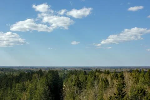 Expansive Forest Canopy Under a Bright Blue Sky Foto stock