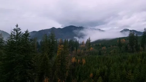 Expansive forest in the fall with clouds  Stock Footage 294708678