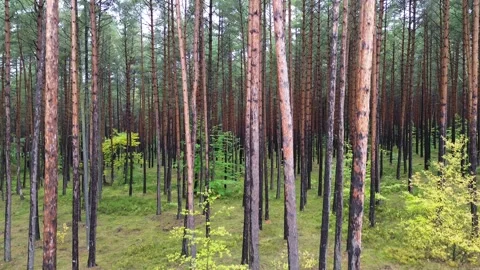 Expansive forest scene showcasing tall pine trees Stock-Footage 318801521