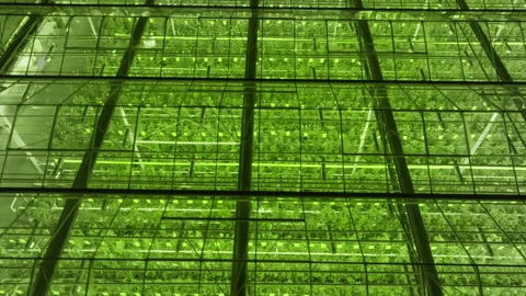 Expansive glasshouse complex with vivid green illumination, showing roof grids Видео 336008728