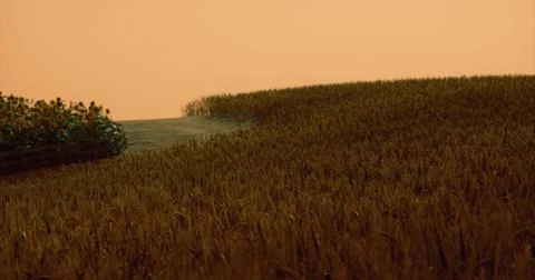Expansive golden fields of crops with vibrant sunflowers at sunset Illustrazione stock