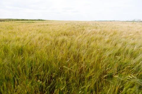 Expansive Golden Fields Under a Cloudy Sky, Capturing the Beauty of Natures Stock Photos