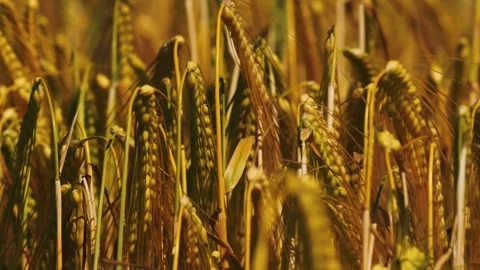 Expansive Golden Fields of Wheat Preparing for the Approaching Harvest Ahead Stock Footage 312067091