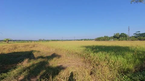 Expansive golden rice fields stretch as far as the eye can see Stock Footage 323100286