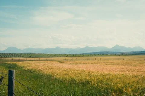 Expansive golden wheat field with distant mountains under a serene sky. Stock Photos