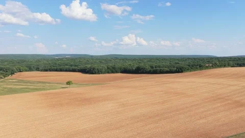 Expansive golden wheat fields bordered by lush green forest under a bright blue Stock Footage 346695456