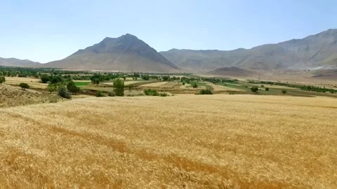 The expansive golden wheat fields stretch across, stock footage. Stock Footage 304934909