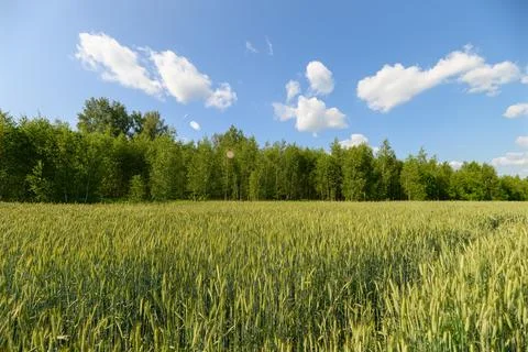 An expansive green field is bordered by trees and sits under a clear blue sky Stock Photos