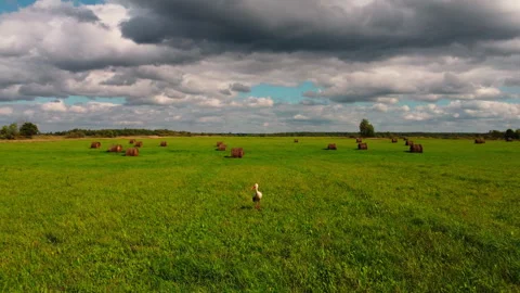 Expansive Green Fields Featuring Livestock Grazing Beneath Beautiful Cloudy Stock Footage 304828664