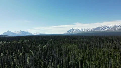 An expansive green Forest, Distant Mountains, Aerial Drone View Stock Footage 289565875