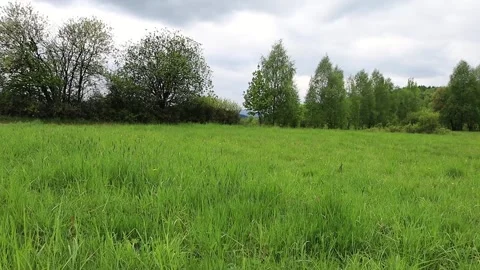 "Expansive green meadow with a dense forest edge under a cloudy sky", Stock Footage 338391239