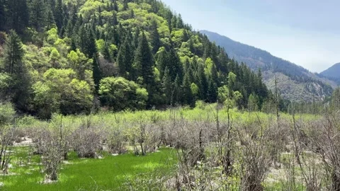 Expansive Green Mountain Forest and Wetland Views at Jiuzhaigou Valley, Sichuan Stock-Footage 337277530