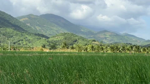 Expansive green onion field extends toward foothills with rolling hills filling 스톡 동영상 325849640