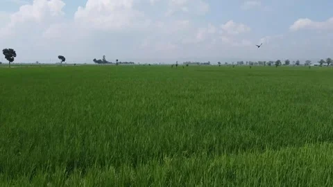 Expansive Green Paddy Field Under Cloudy Sky Stock Footage 279308034
