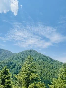 Expansive Green Pine Forests Under a Clear Blue Sky in Pakistan Stock-Fotos