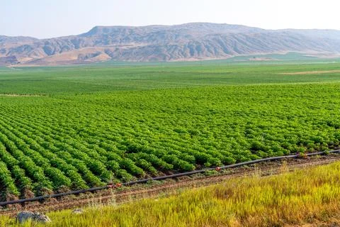 Expansive green potato fields stretch towards rolling hills under a clear sky 스톡 사진