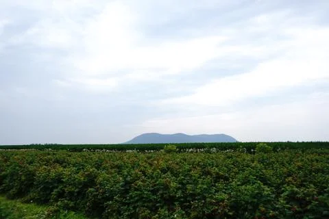 Expansive green raspberry field with distant blue hills under a cloudy sky 库存照片