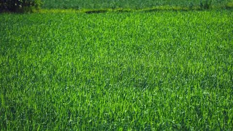 Expansive Green Rice Fields from Above Stock Photos