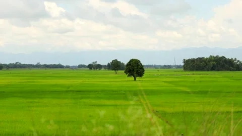 Expansive Green Rice Fields with Lone Tree and Mountain View Видео 344835367