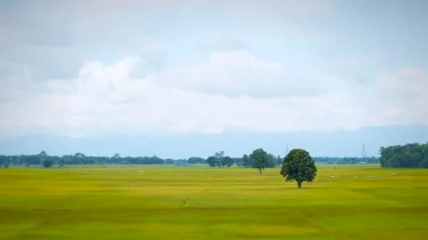Expansive Green Rice Fields Under a Cloudy Sky Stock Footage 344834725