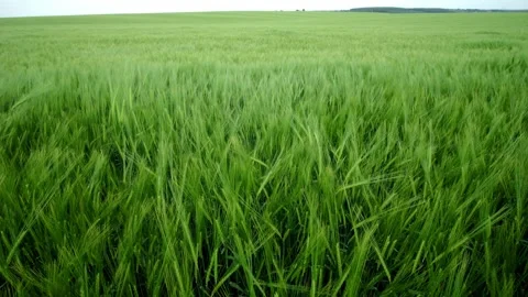 Expansive Green Wheat Field Gently Moving in the Summer Breeze with Beautiful Stock Footage 311261004