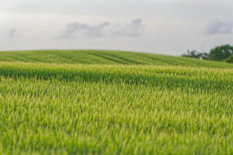 Expansive green wheat field under a cloudy sky with rolling hills in the ba.. Stock Photos